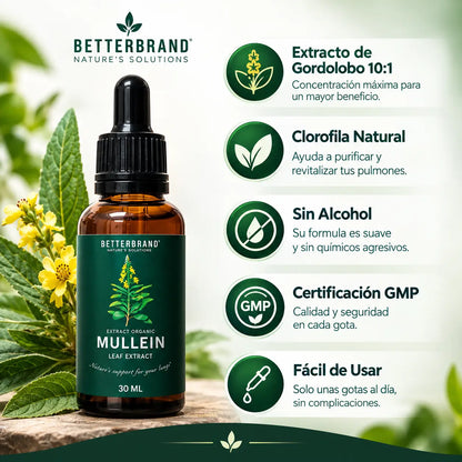 Mullein: Ayuda natural para tus pulmones 🌿🌬️